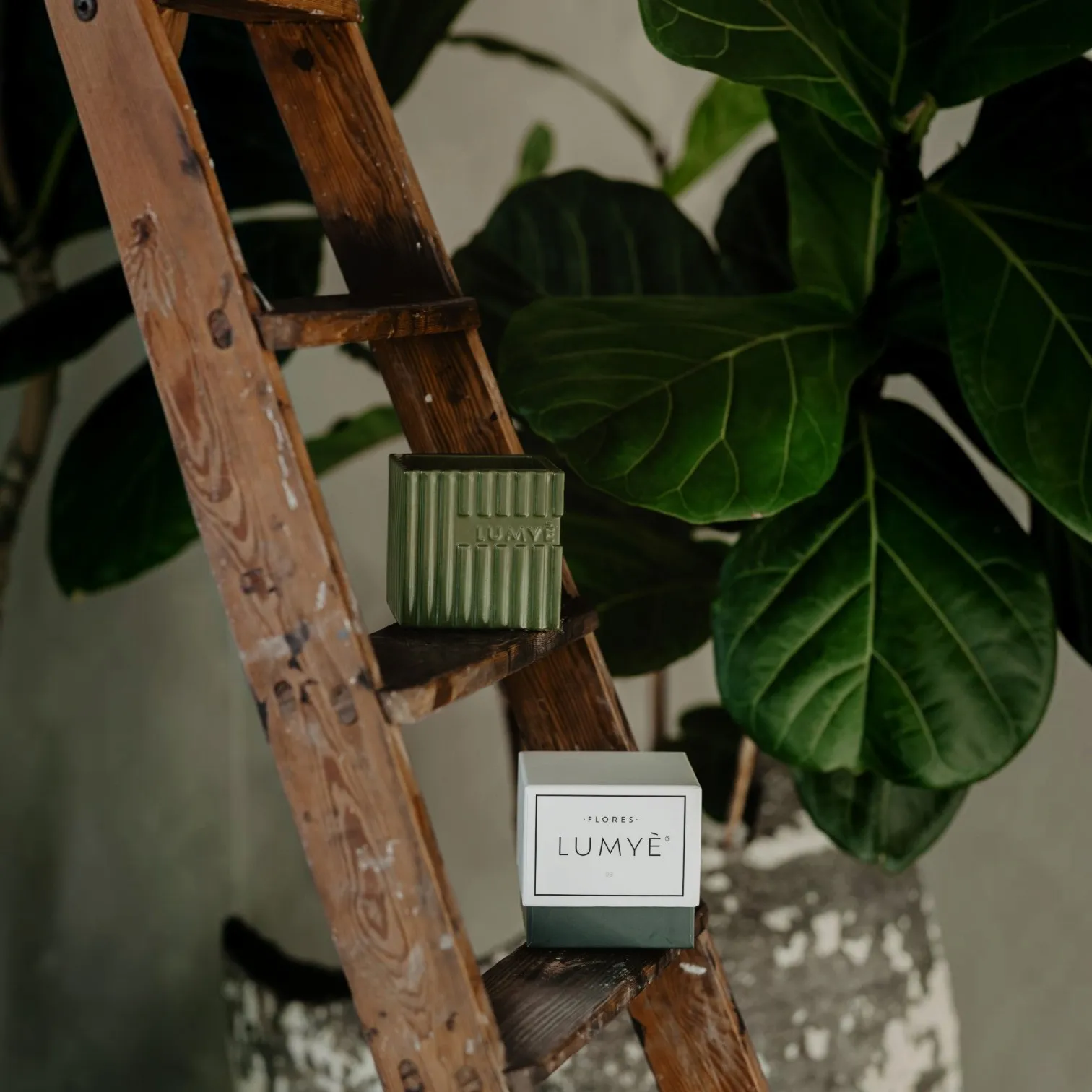 Świeca LUMYÈ FLORES w zielonej ceramice z pudełkiem na drewnianej drabinie obok figowca